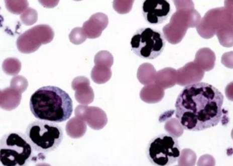 貴陽<a href='http://dramasoc.com/' target='_blank'>生物實驗</a>中心 貴陽生物實驗中心