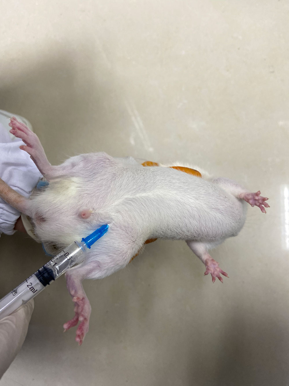 腹腔注射 腹腔注射