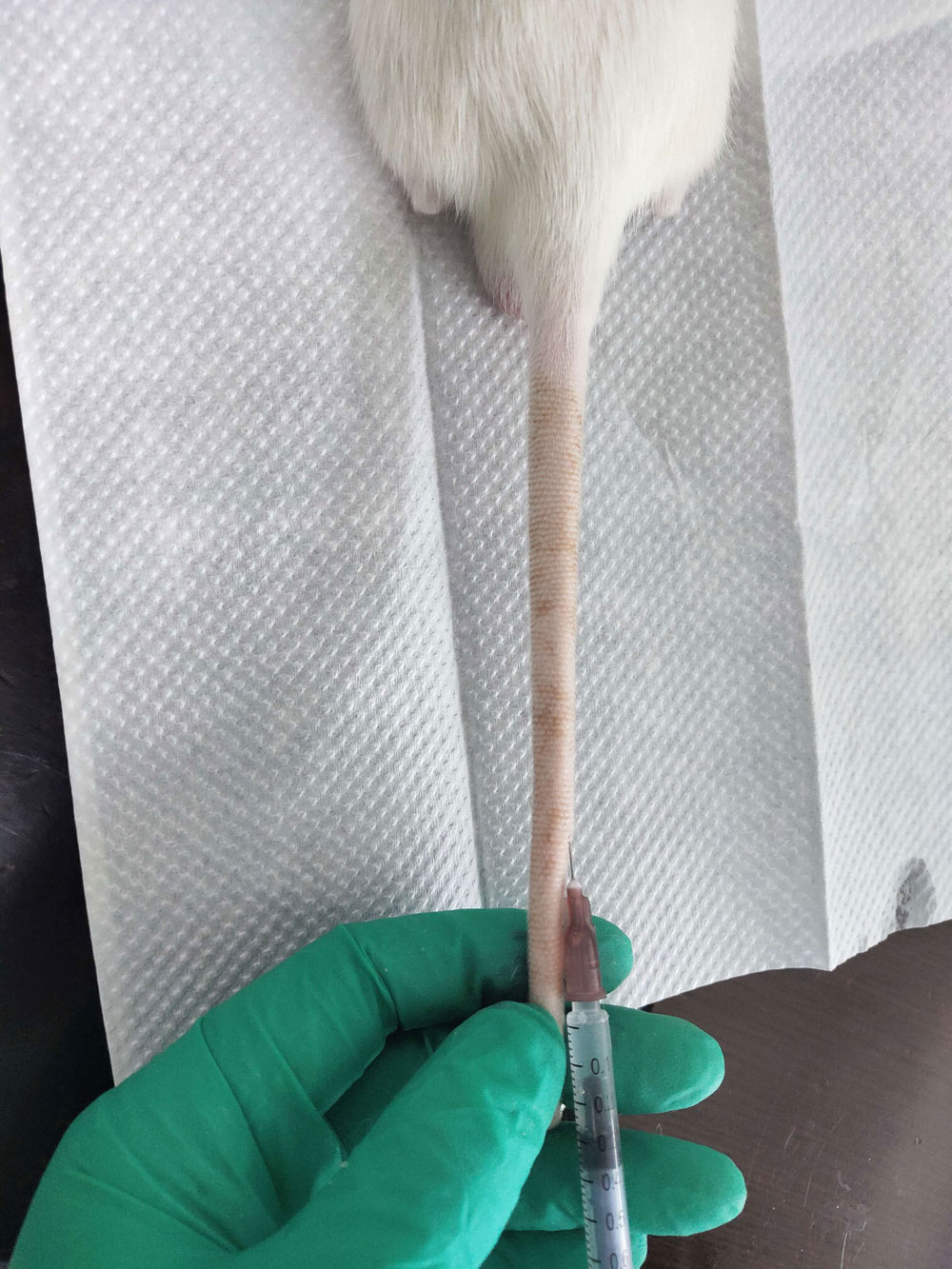 尾靜脈注射 尾靜脈注射