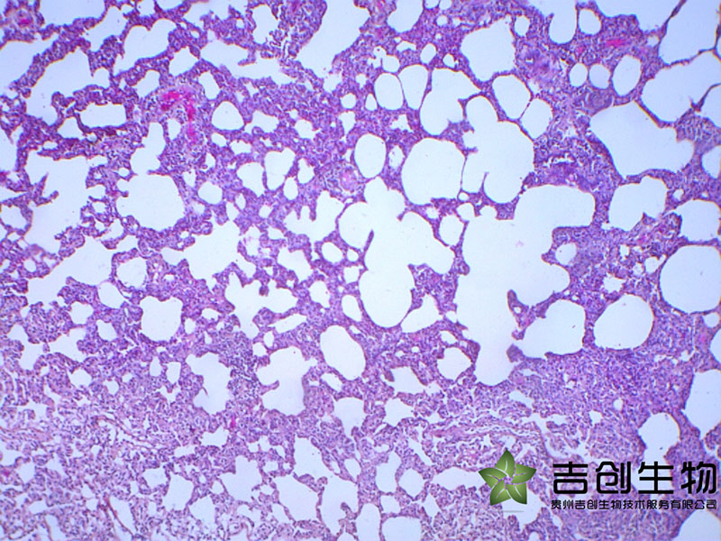 動(dòng)物疾病模型構(gòu)建