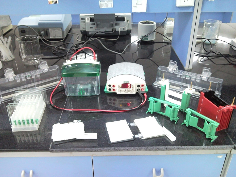 原裝進(jìn)口美國伯樂第四代蛋白質(zhì)電泳儀及電轉(zhuǎn)儀